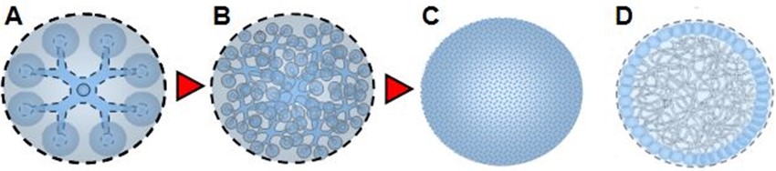Séquence de quatre vues (A à D) montrant l’évolution visuelle d’une cellule 6D, depuis une organisation interne distincte jusqu’à une structure dense et interconnectée.