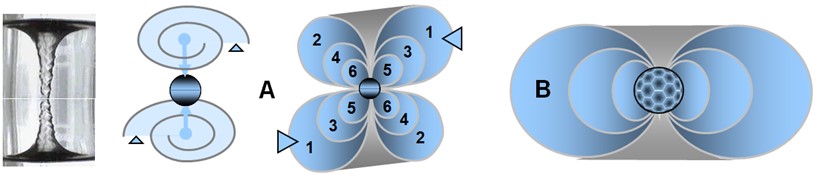 Illustration de deux configurations de transion : (A) deux vortex contrarotatifs générés par un transion transférant simultanément deux spations ; les flux s’opposent et convergent vers un même point de disparition ; (B) configuration à vortex unique engendrée par un transion transférant un plus grand nombre de spations.