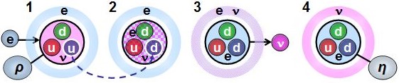 Conversion proton → neutron par pénétration électronique.